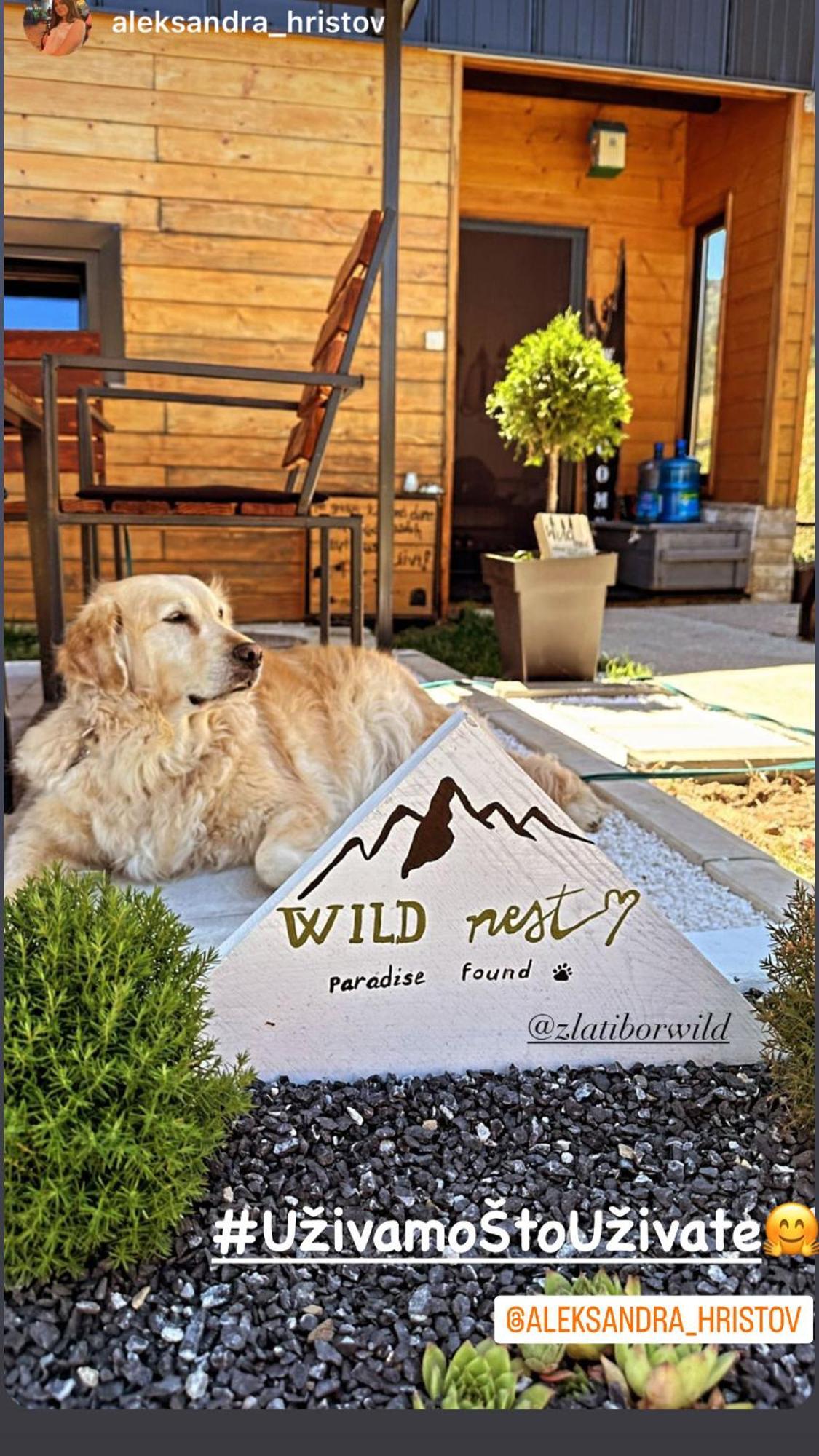 Wild Nest Bear Zlatibor